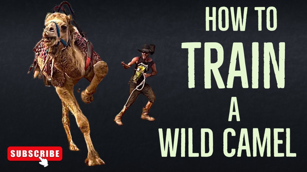 How to train a wild camel