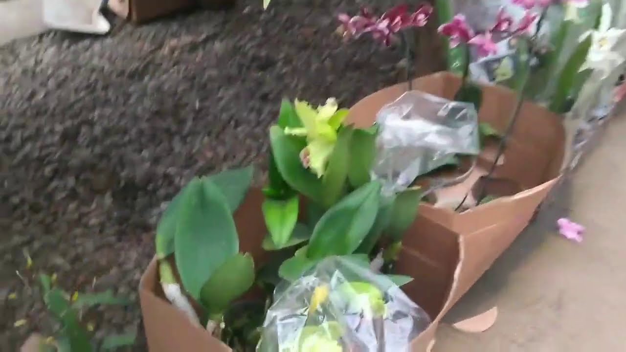 #passeio#flores vamos passear  no Garden Guarulhos