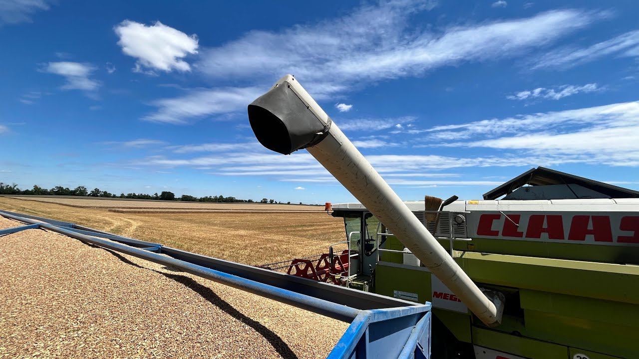 Búza aratással is végeztünk! Claas Mega 204