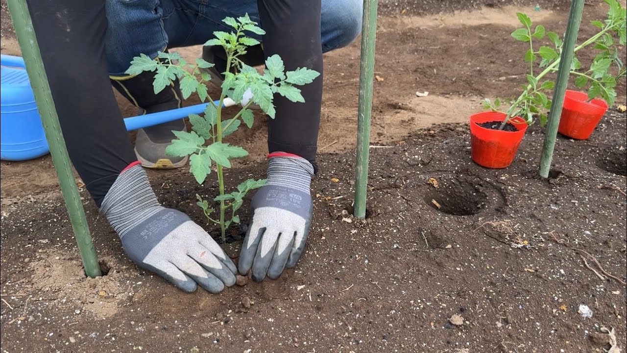 トマト植える時は斜めにすると収穫量が多くなります！支柱は平テープで強くなる！トマトの育て方（支柱立て〜植え付けと水やり〜誘引）24/4/26