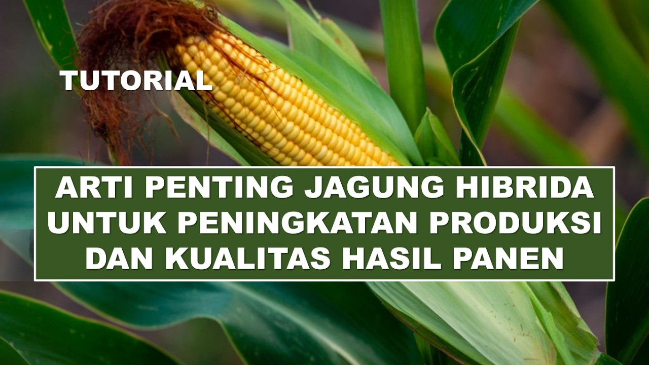 Tutorial arti penting Jagung Hibrida untuk peningkatan produksi dan kualitas hasil panen