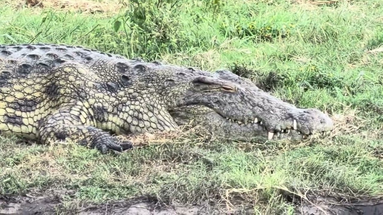 Parc national de Chobe. Safaris en totale autonomie. Immersion dans la faune du Botswana