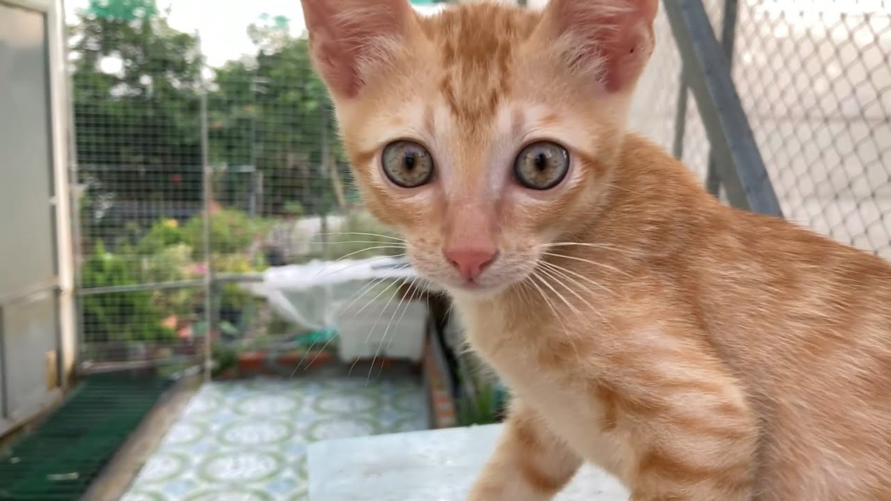Playing with the Kitties in the Catio 🏡