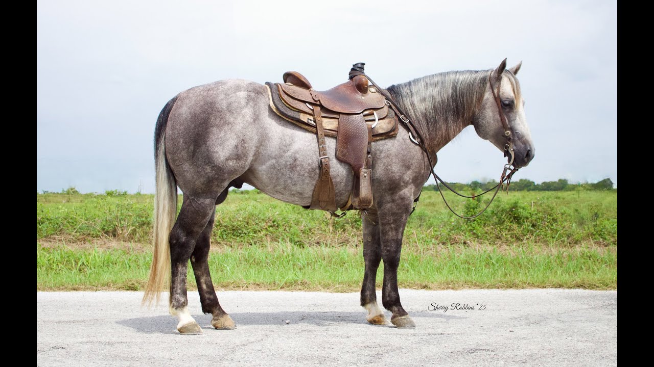 METALLIC PLAY, RIATA BUCKLE SALE HORSE