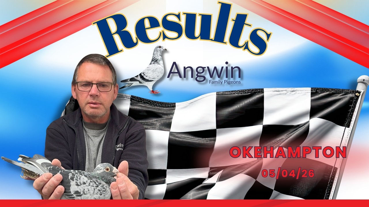 Результаты голубиных гонок в Окехамптоне от @AngwinFamilyPigeons, 05.04.2026