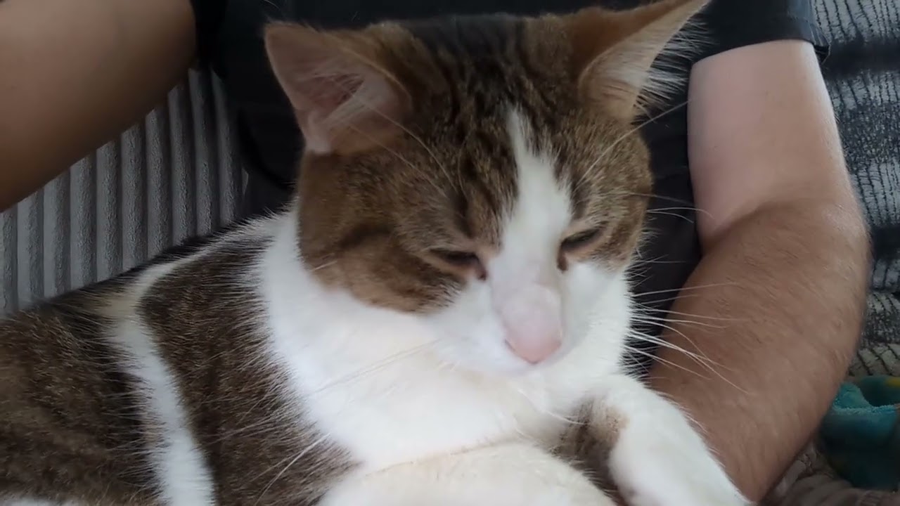 Purring Cats for Sleeping Episode 28 clip 3