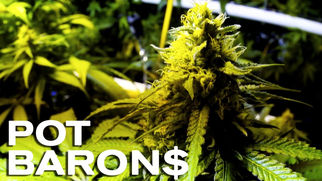 Pot Barons - New MSNBC Marijuana Documentary Series Trailer