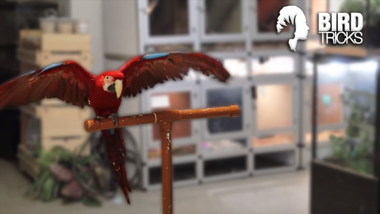 Indoor Flight Training a Green Wing Macaw