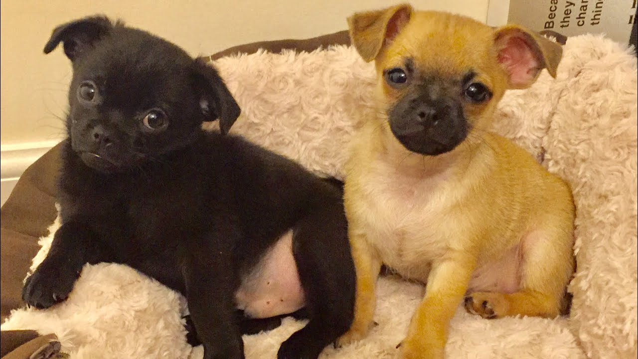 Chug Puppies - Nigel and Thor - Year 1!