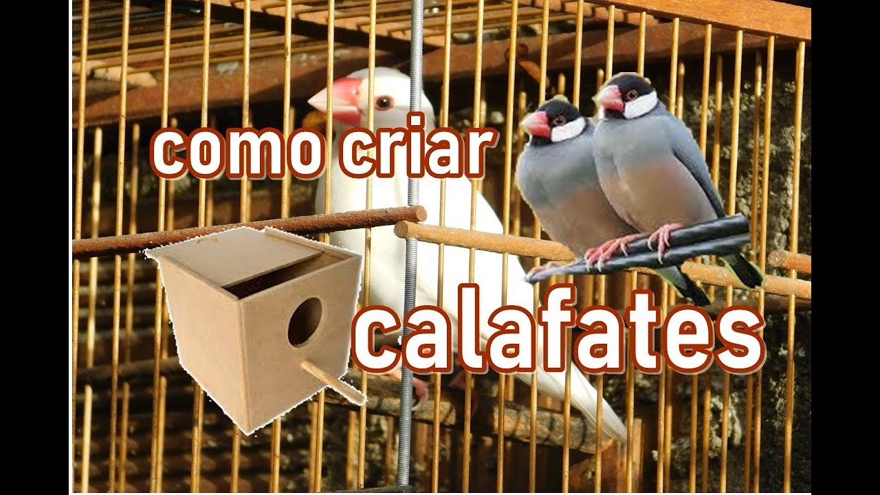 COMO CRIAR O PÁSSARO CALAFATE E SABER SE É MACHO OU  FÊMEA
