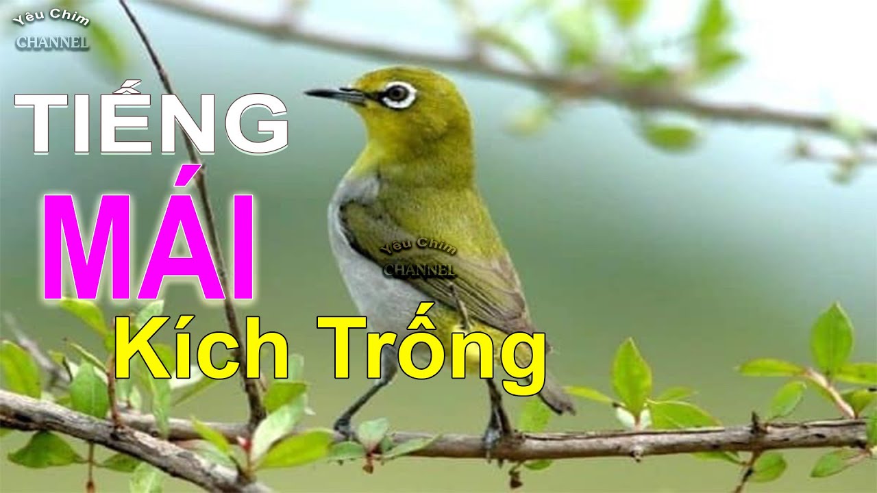 Tiếng Chim Khuy&ecirc;n M&aacute;i Mồi H&oacute;t L&iacute;u Cực Hay K&iacute;ch Trống