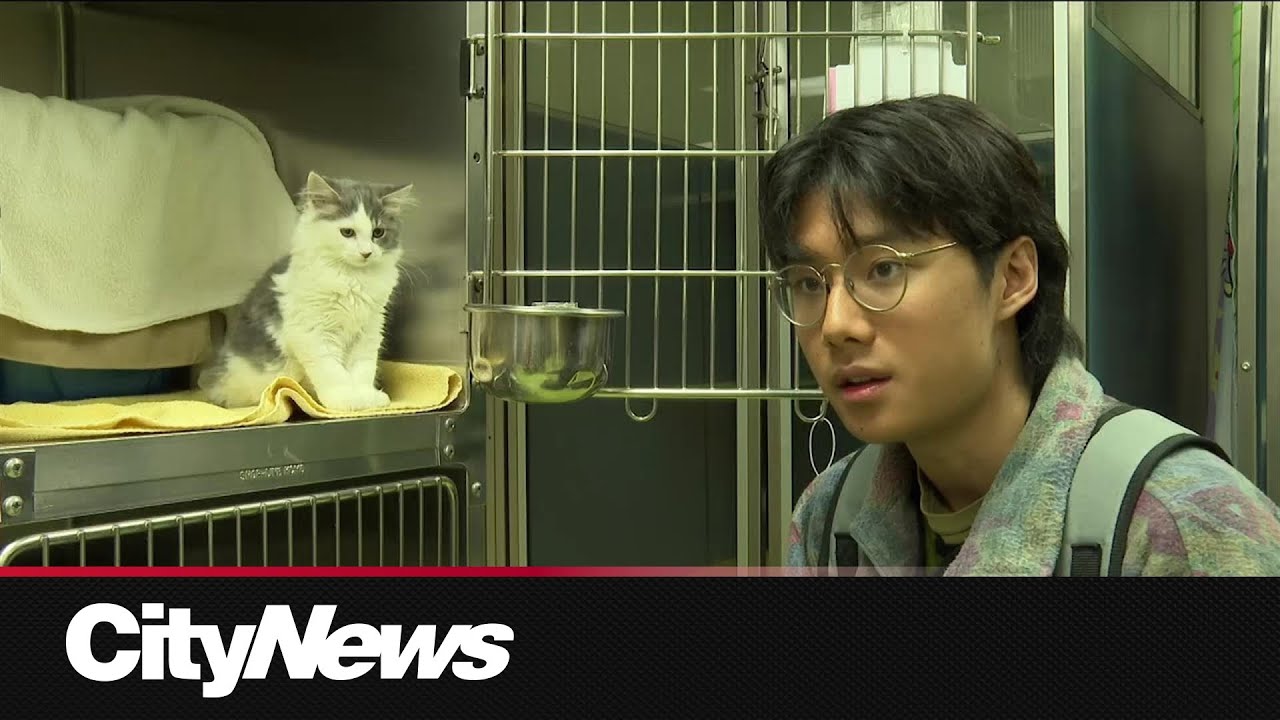 Montreal SPCA’s no-fee adoption day brings pets and families together