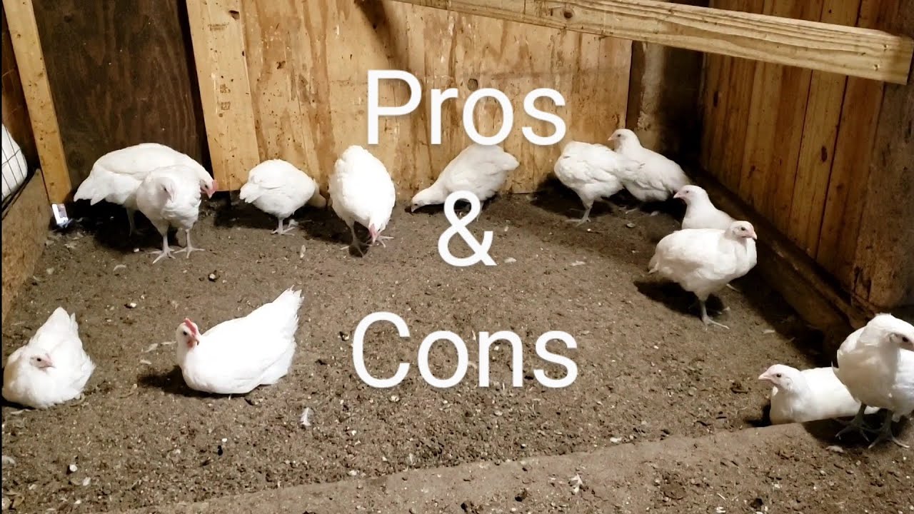 Some Conversational Pros & Cons of American Bresse