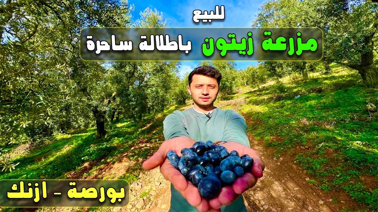 مزارع للبيع في تركيا 2022 مزرعة زيتون باطلالة ساحرة في بورصة منطقة ازنيك
