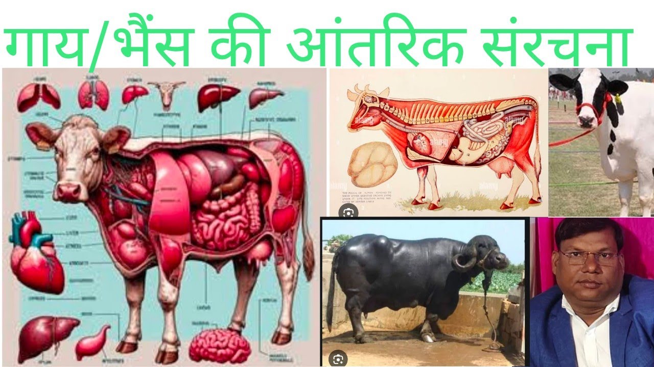 गाय/भैंस की आंतरिक संरचना। या गाय/ भैंस में शरीर के अंदर की बनावट।