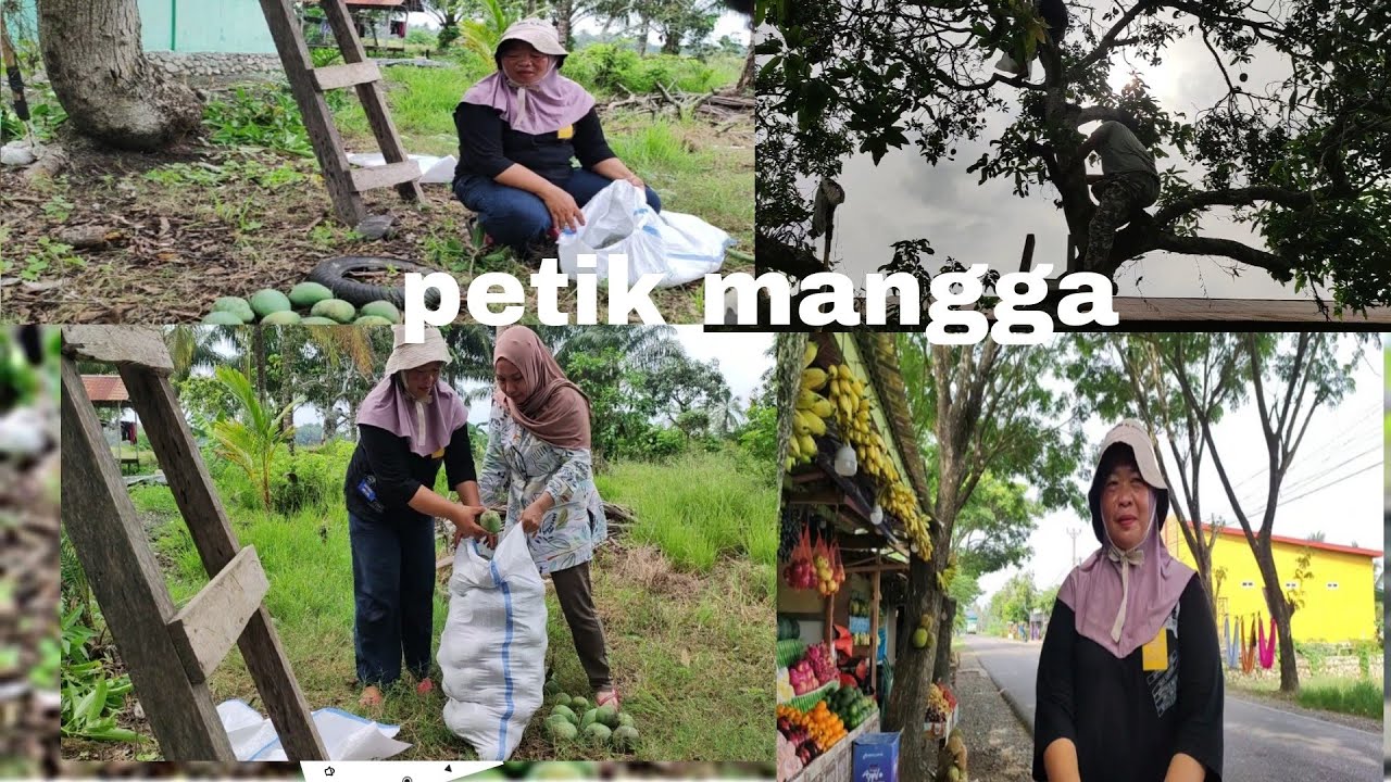PANEN MANGGA  DI KEBUN TEMAN, UNTUK DI JUAL DI LAPAK MAMA,