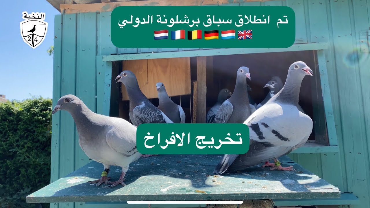 انطلق سباق برشلونة الدولي  سباق الأبطال 😍✌️تجهيز الطيور للسباق