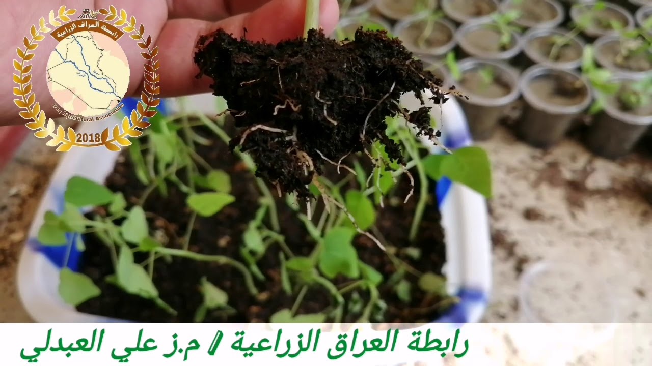 انجح طريقة لزراعة بذور فاكهة البابايا و تفريدها الى السنادين