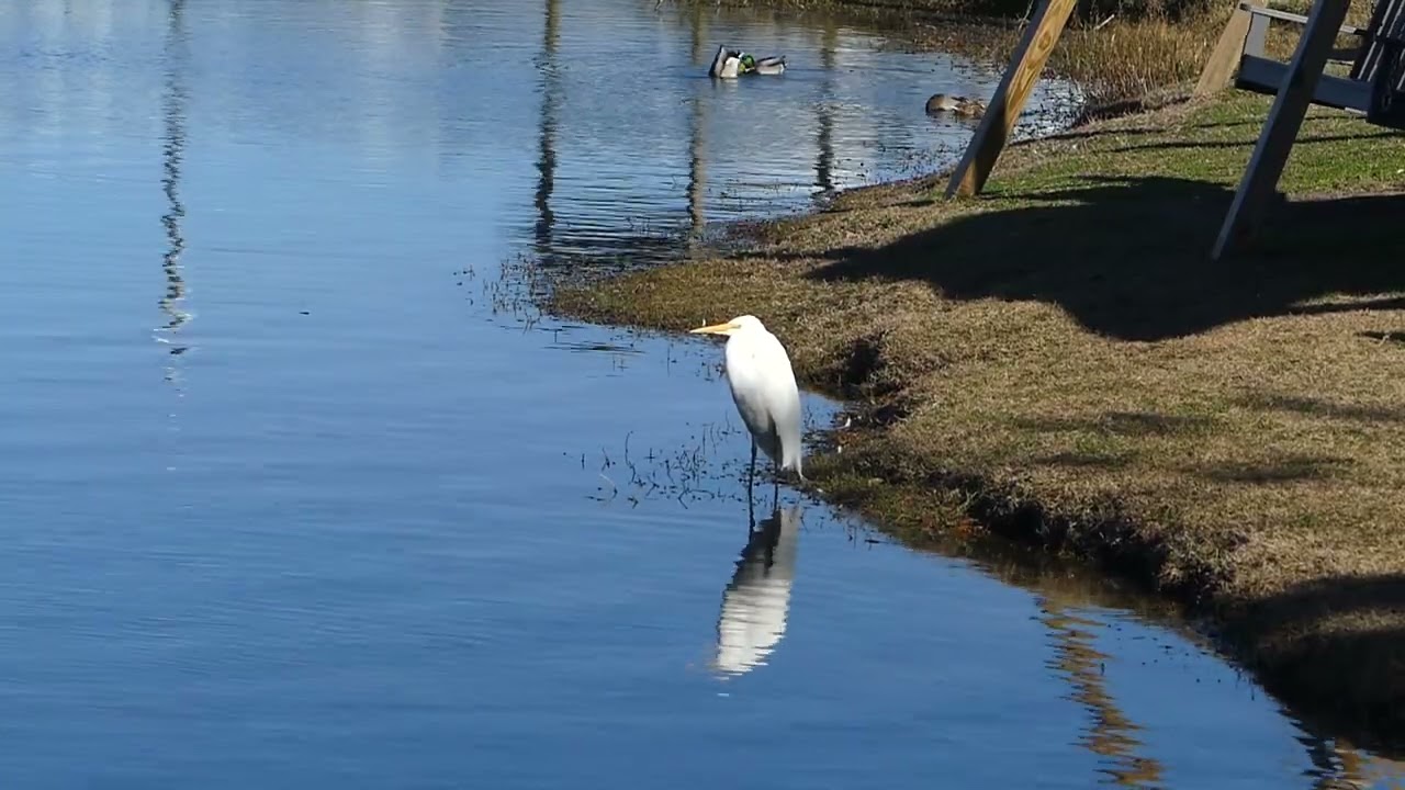 Scenic Video: Bird and Duck Watching with Pastor Ken