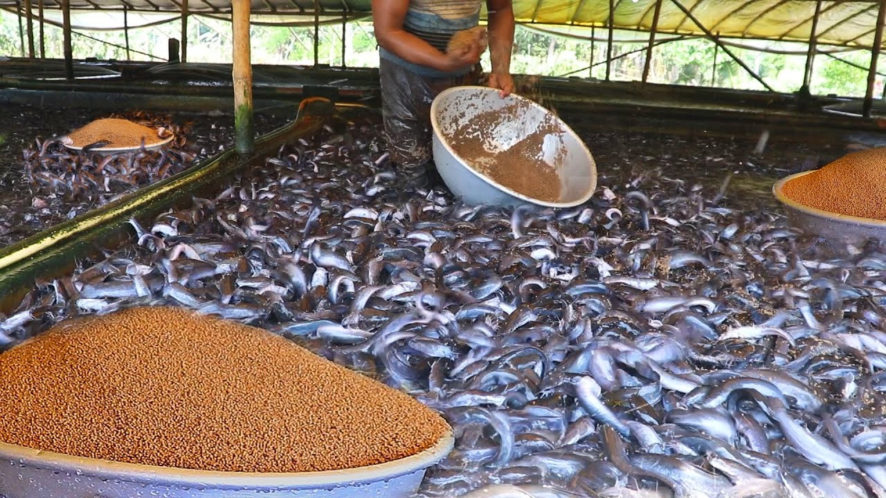 Hybrid Magur Fish Farming Kaise Kare | Mangur Machli Eating Food