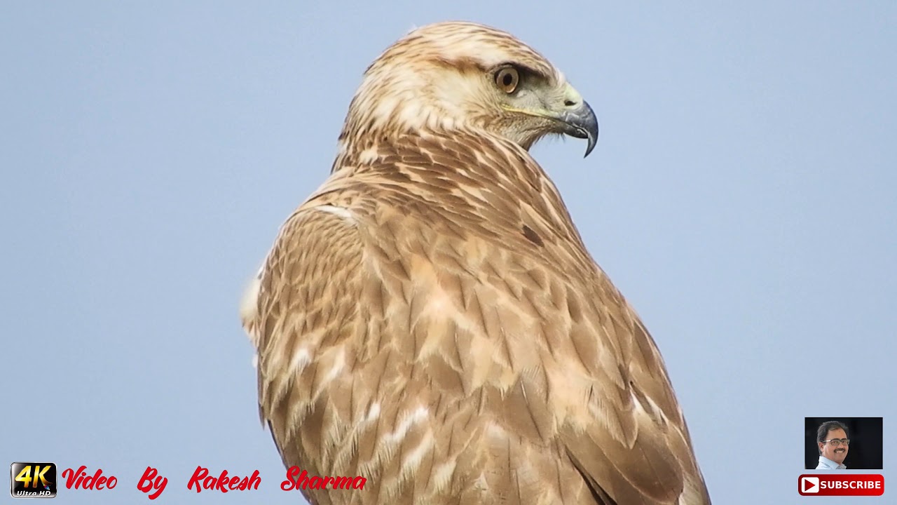 A Vigilant Bird of Prey  Long-legged Buzzard (Buteo rufinus)