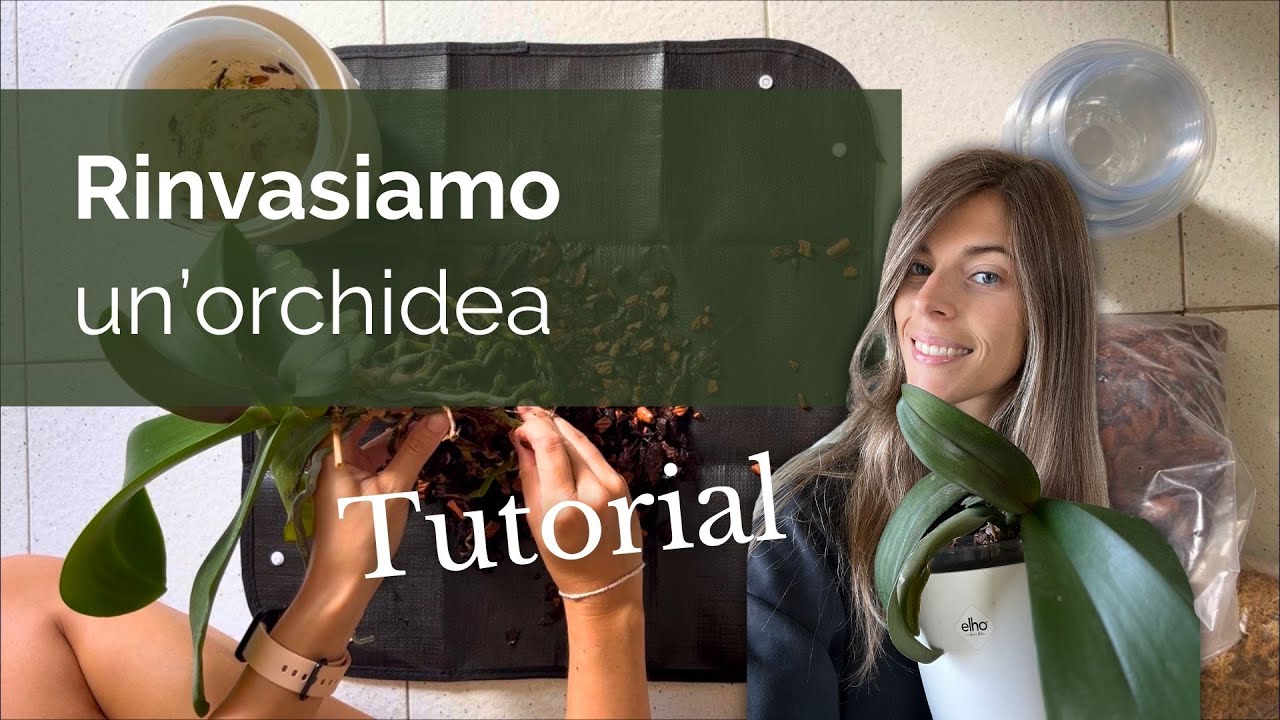 Tutorial: Come RINVASARE le orchidee Phalaenopsis