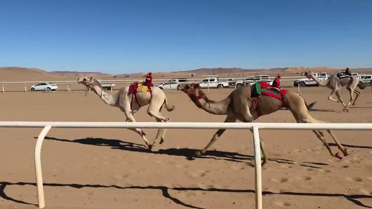 الشوط الثاني قعدان لقايا رئيسي | دخول جماعي نواف-منصور محمد العطوي- سمحان -حمود بن سليمان العمراني