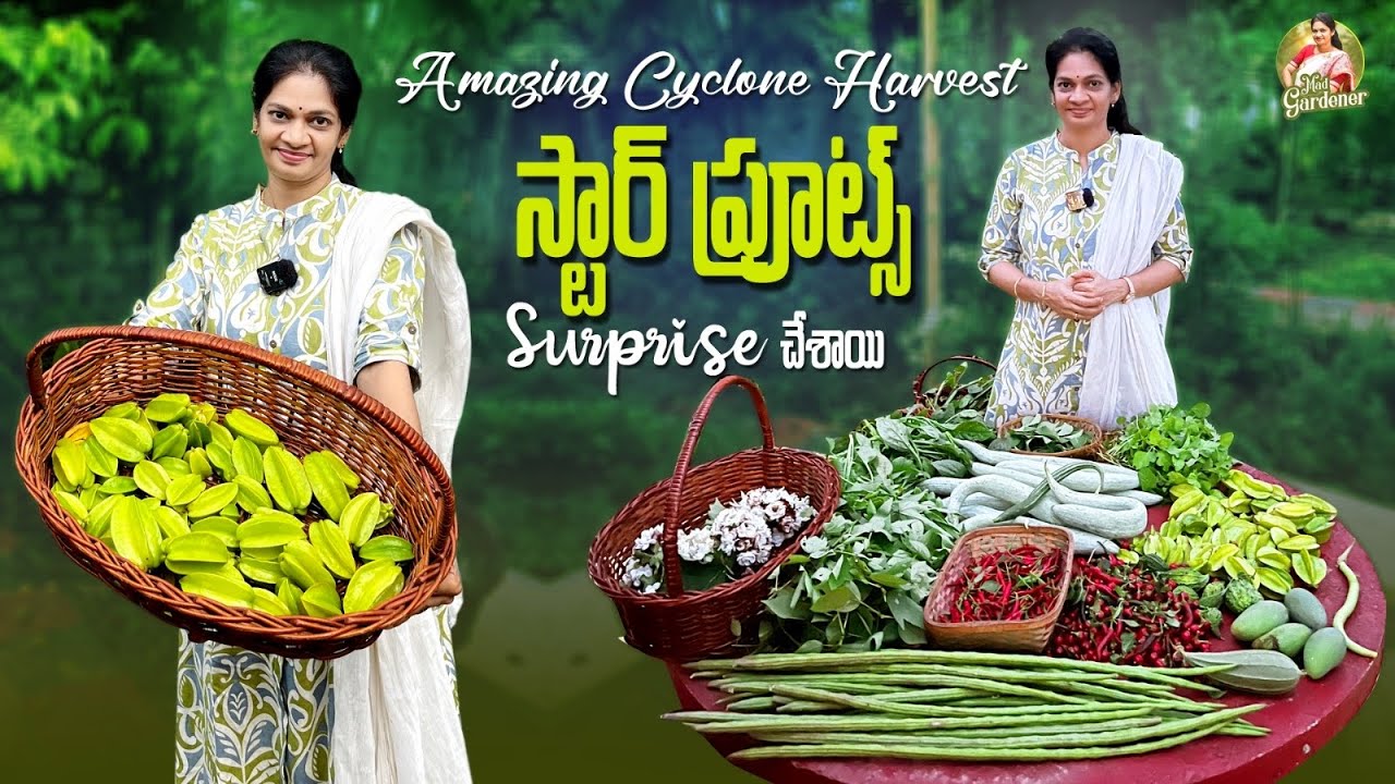 Amazing  Harvest/ ఇవాళ మనసు నిండే హార్వెస్ట్ వచ్చింది😇😍💚 ​⁠@MADGARDENER