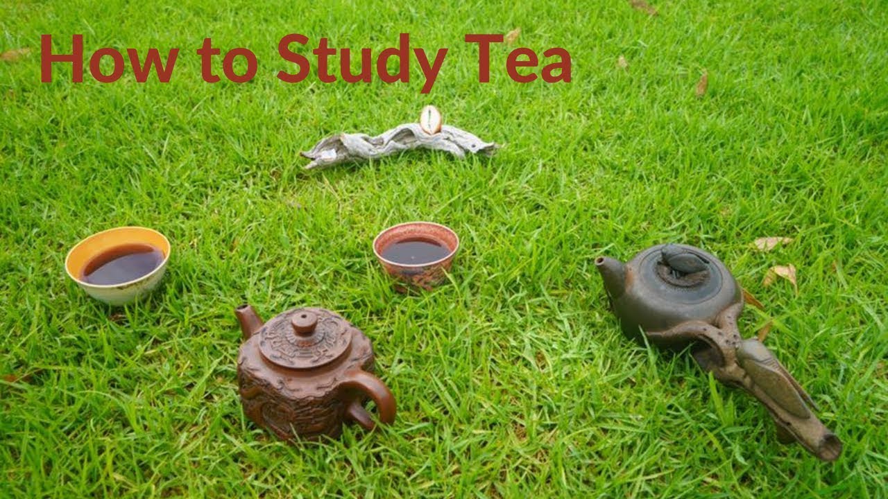 How to Study Tea - Advice from Sergey Shevelev @Moychay Ep 4