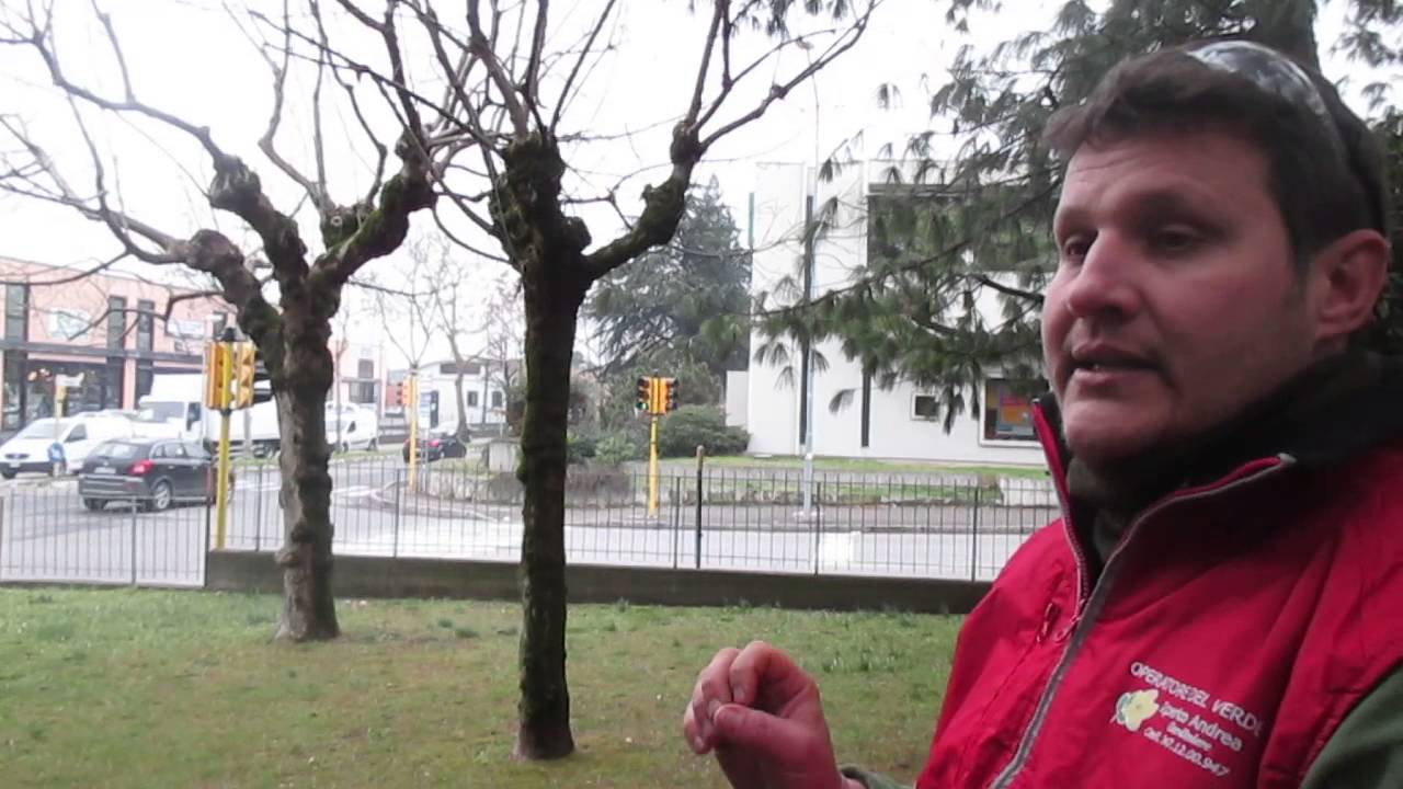 Recupero di aceri negundi capitozzati a cura di Andrea Iperico, Giardiniere BioEtico di Imola