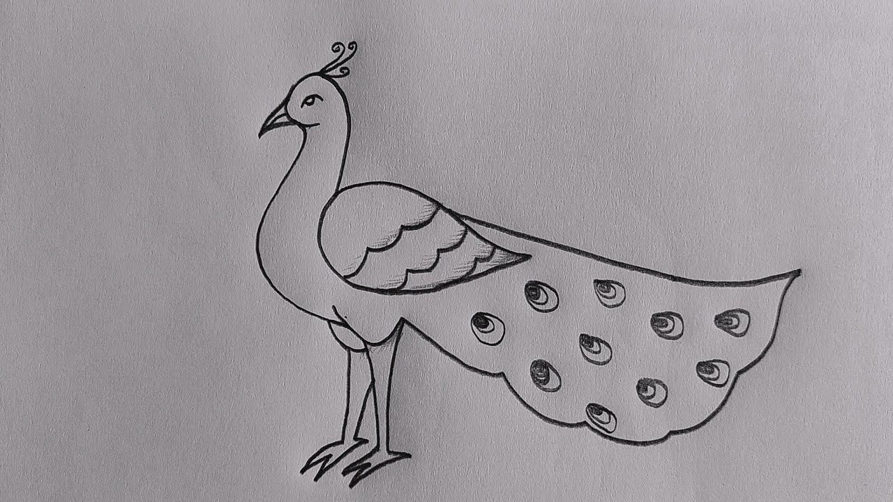 Peacock drawing easy🦚😍| How to draw a beautiful Peacock easy | Mor drawing easy #peacock🦚🦚🦚🦚🦚