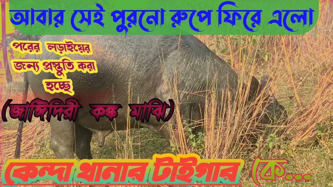 💫💫লড়াই এরপর কেমন মৌসুমে রয়েছে কেন্দা থানার force...🔥🔥🔥
