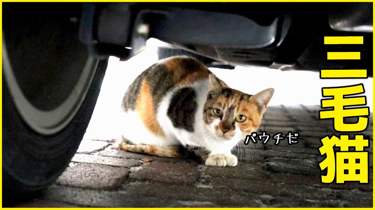三毛猫ちゃんがお腹を空かせてやってきました♪