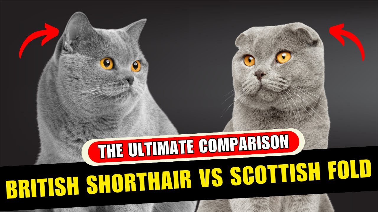 British Shorthair vs Scottish Fold: The Health Trade-Off Nobody Explains