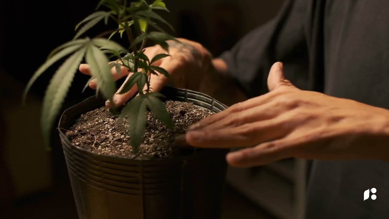 Como  Fazer o Transplante de Plantas de Cannabis? Dicas Ess&ecirc;nciais!