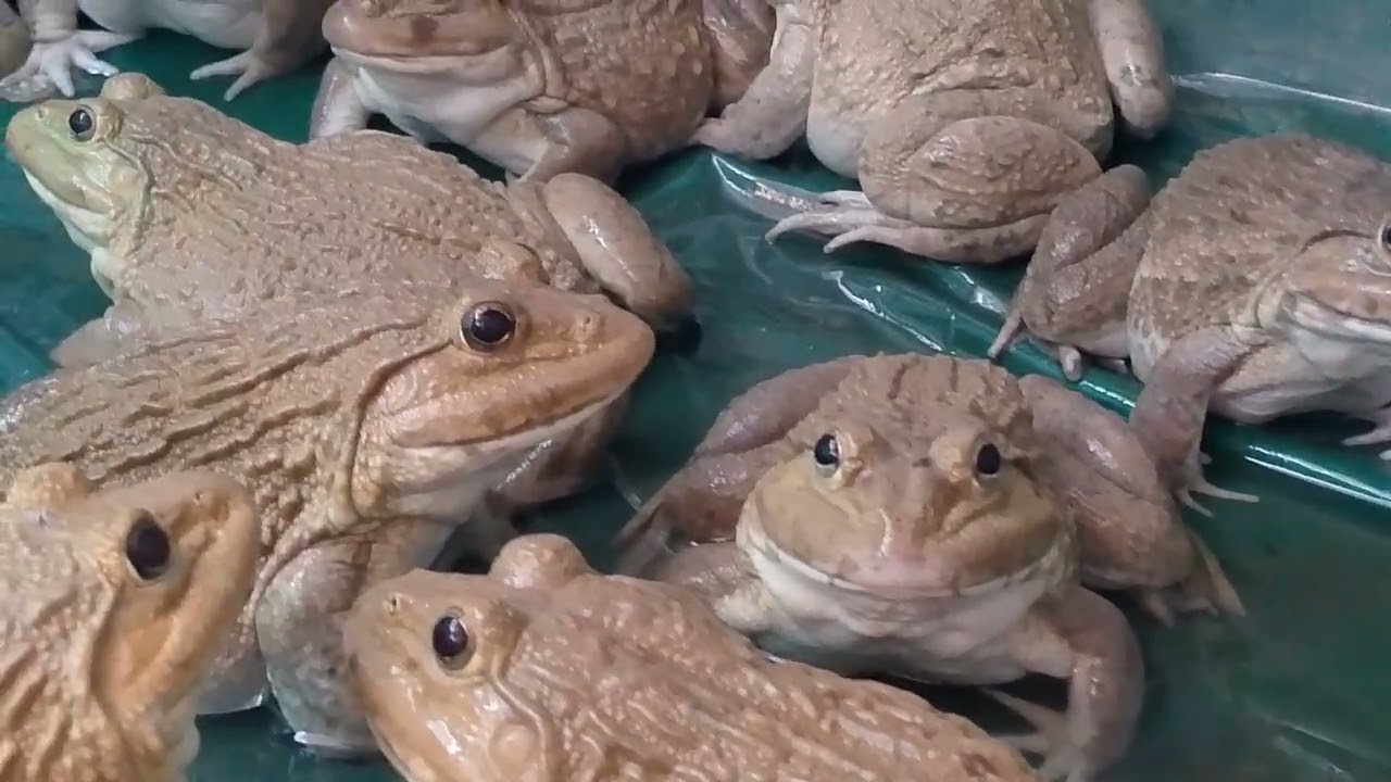 There are many frogs waiting for their owners to feed them.