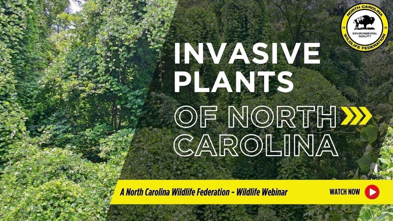 Invasive Plants of North Carolina - North Carolina Wildlife Federation