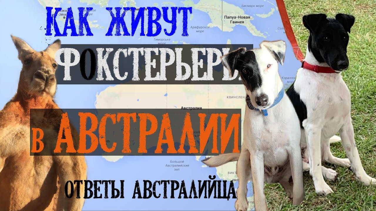 Как живут фокстерьеры в Австралии