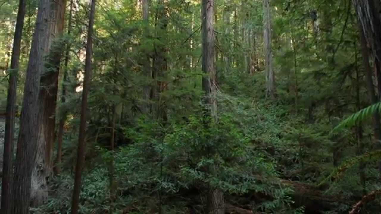 The Redwood Coast