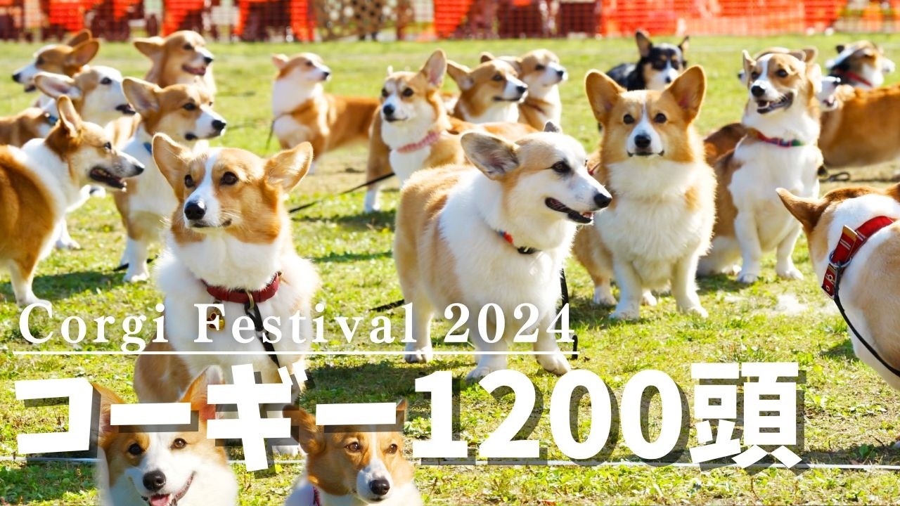 【食パン犬が大集合】コーギーフェスティバル2024で俊足No.1を目指すコーギー