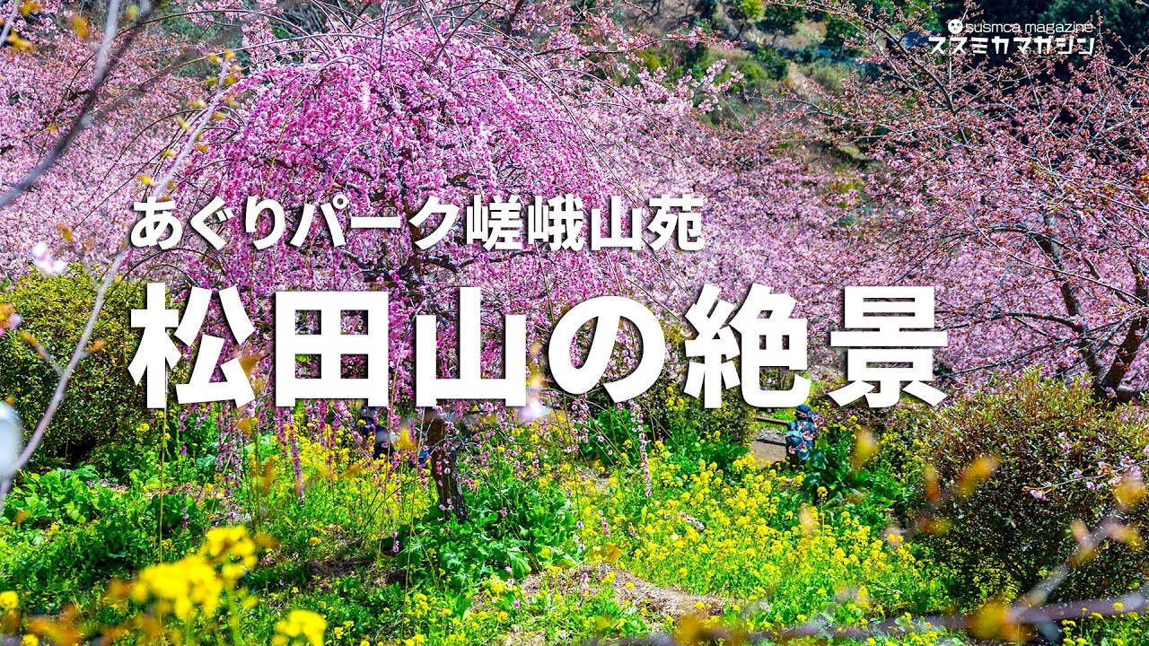 あぐりパーク嵯峨山苑に行ってみたら天国だった｜メン限開放・新編集版 #まつだ桜まつり #松田町 #河津桜 