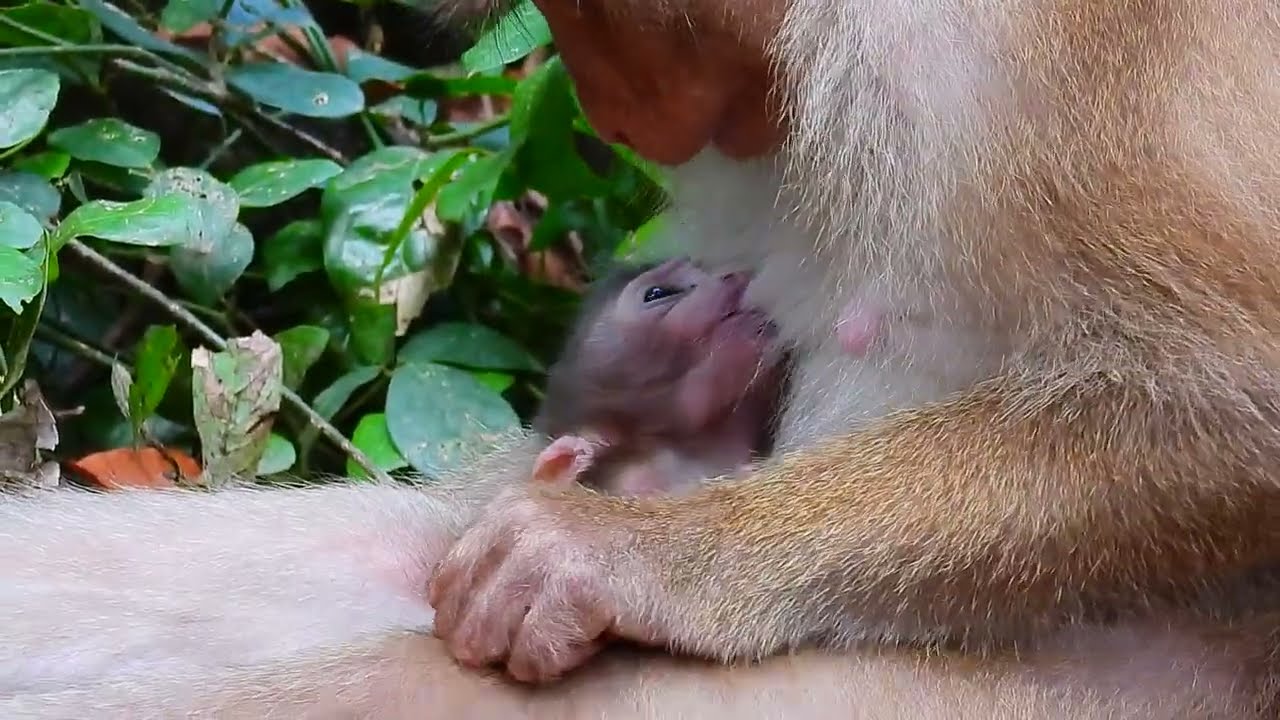 Mama Libby try to protect baby Rainbow & Lucie from mama Luna a-t-t-a-c-k but Luna a-t-t-a-c-k them