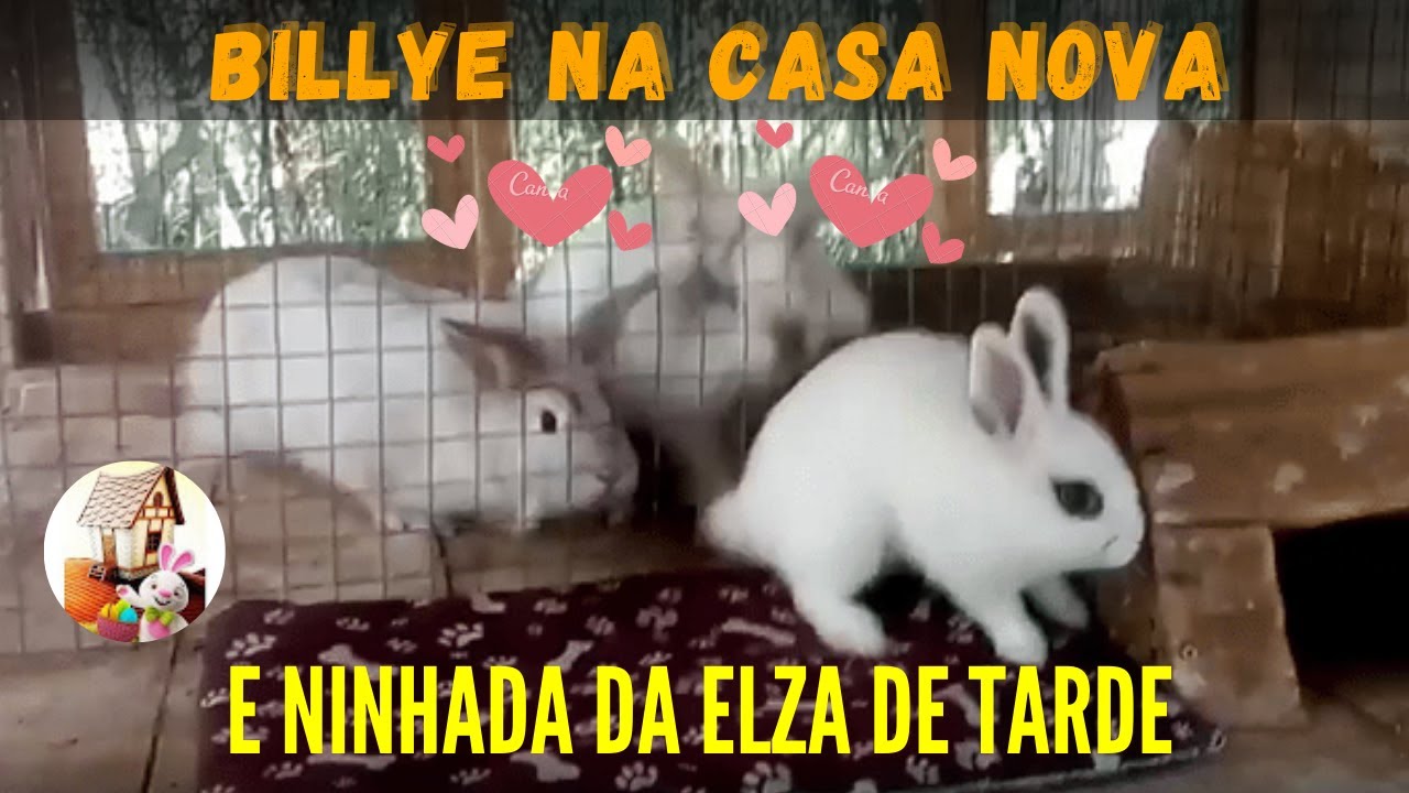 Billye fazendo sucesso com a coelhada! E a Elza parindo a tarde.