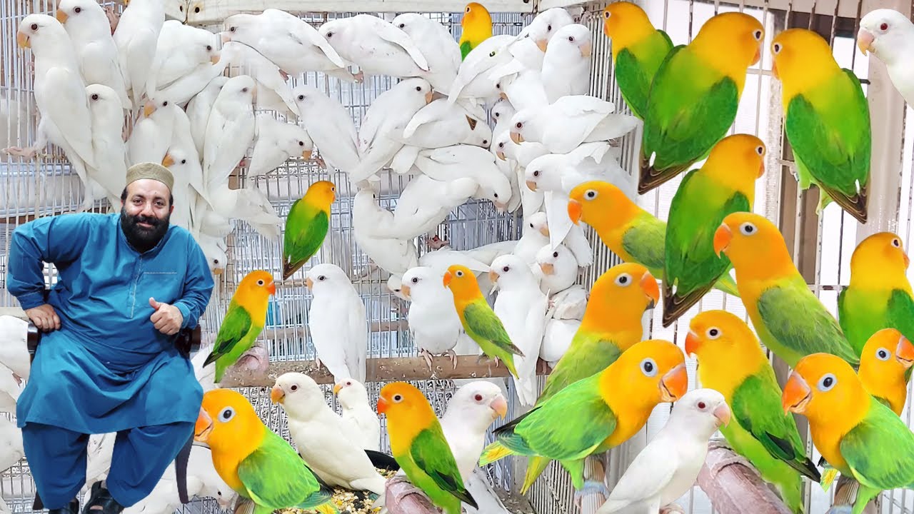 World Most Expensive Lovebird Mutation | Yellow Face Lovebird | Love bird Breeding Setup | Pak Pets