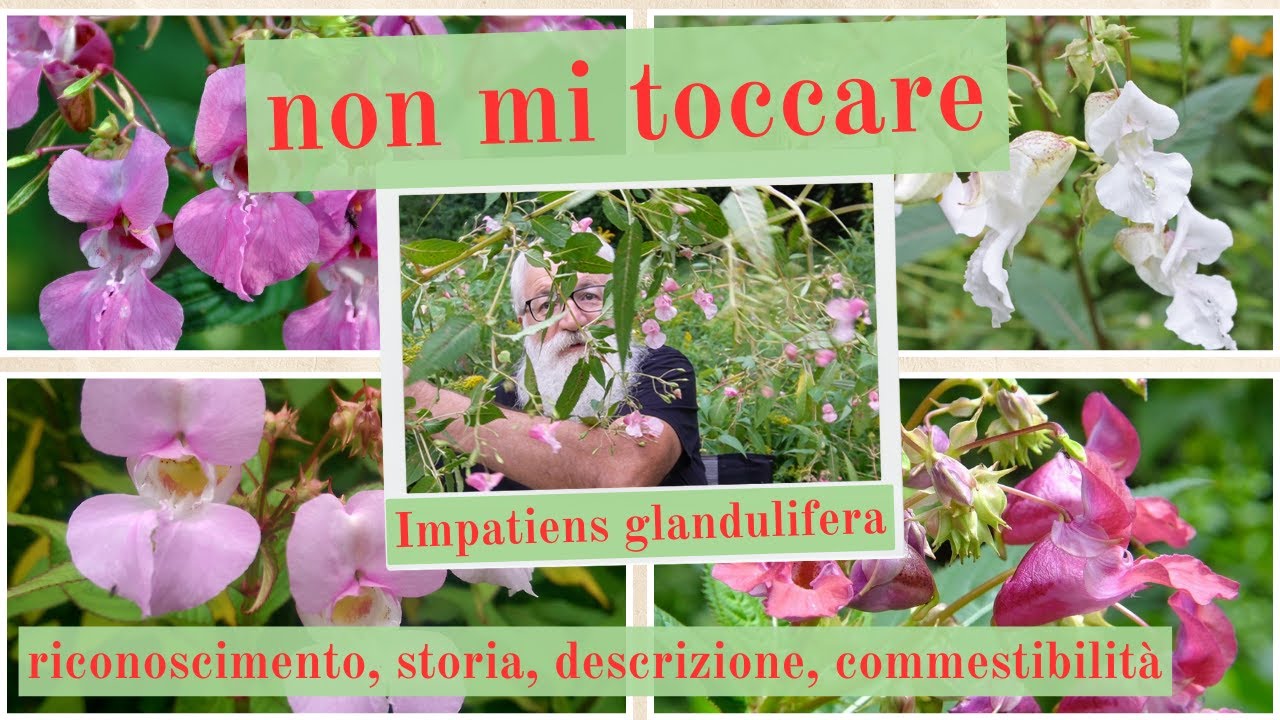 Non mi toccare: Impatiens glandulifera