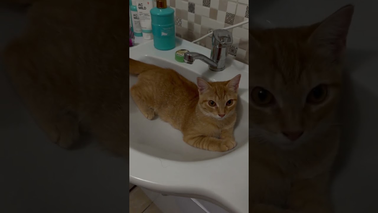 #смешнойкот
