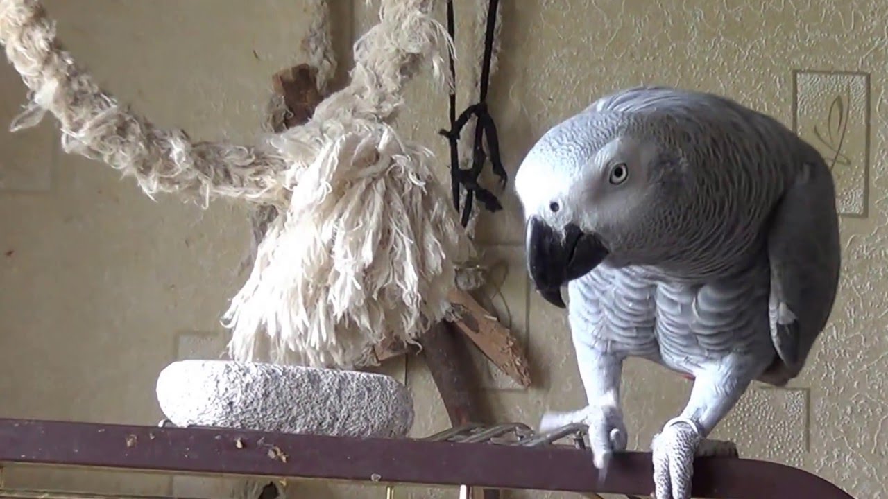 Попугай Жако Рома учится говорить ТАК-ТАК-ТАК Roma parrot Jacko learns to speak S0 S0 S0