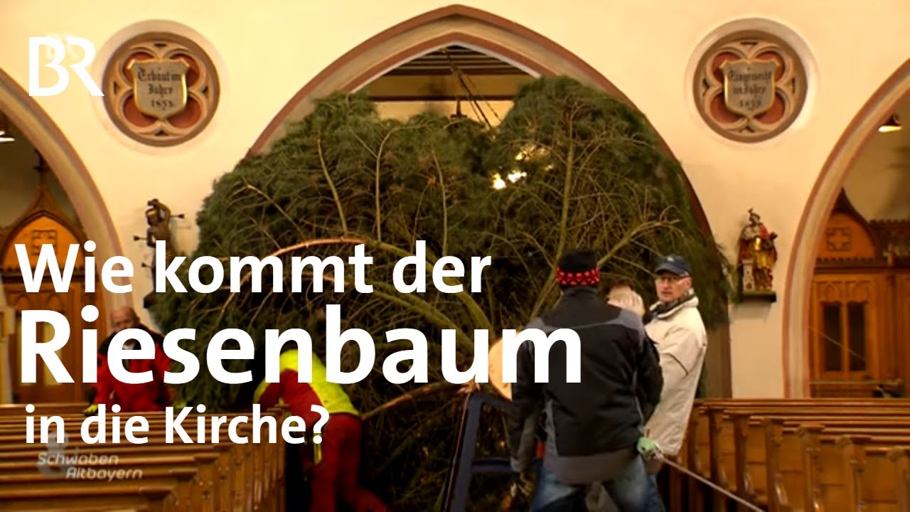 Der Christbaum von Wallersdorf: Passt der Riese in die Kirche? | Schwaben & Altbayern | BR