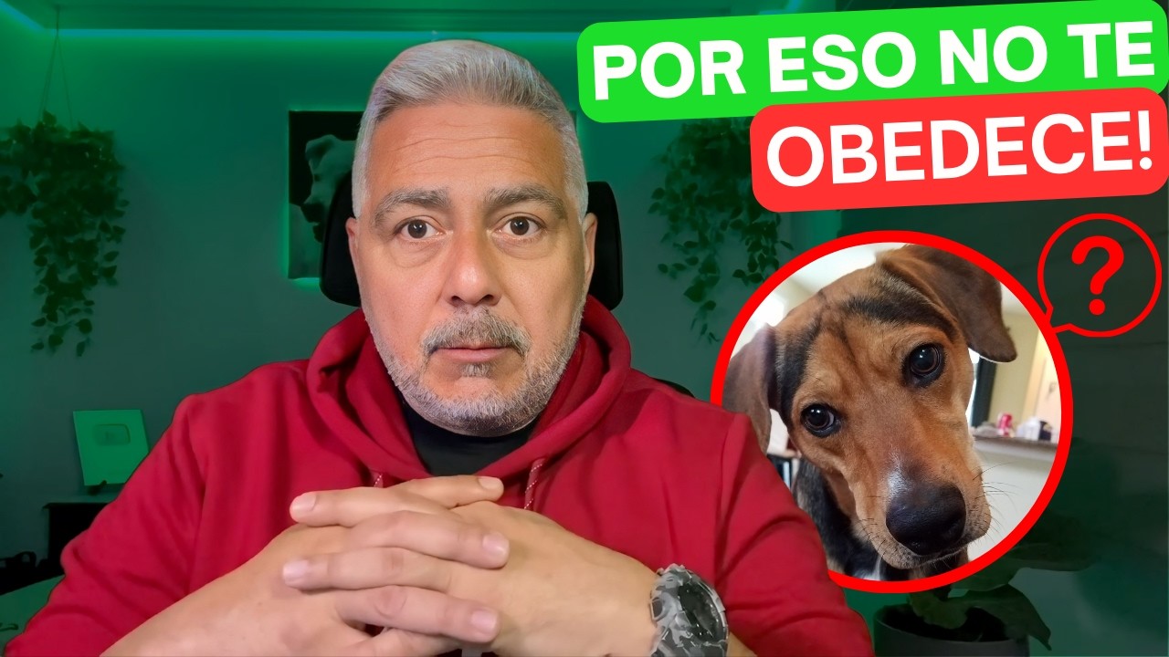 Tu Perro NO te Escucha: El Error #1 que Estás Cometiendo (Solución Aquí) 🚀