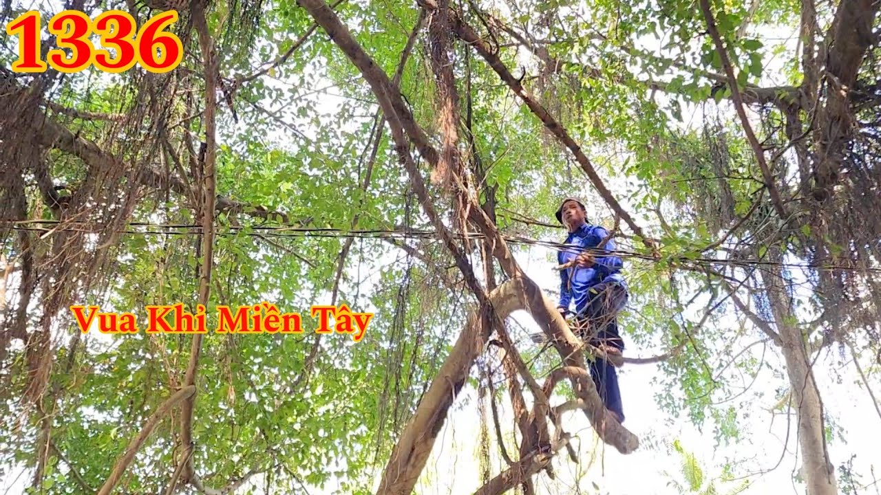 Full : Vua Khỉ cưa cây Sanh ra sao mà cả ngày mới xong ? Cutting tree